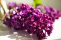 Macro shot of bunch of lilac blossom flowers spring. Spring lilac blossom bloom background. Spring lilac flowers close up. Fresh