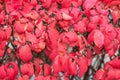 Macro shot of burning bush plant Euonymus Alatus with it`s vibrant red leaves