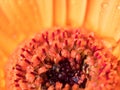 Macro shot of a burnt orange gerbera flower with raindrops on the petals. Close up photo with bokeh background Royalty Free Stock Photo