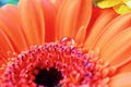 Macro close up of red and orange gerbera with rain drops on the stamen at the centre of the flower Royalty Free Stock Photo