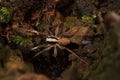 Macro shot of the burnt wolf male spider on a mossy wood
