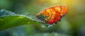 Macro shot of a butterfly emerging from a chrysalis