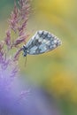 Macro shot of butterfly Marbled white Melanargia galathea on the grass. Royalty Free Stock Photo