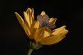 Macro shot of a butterfly perched on a yellow flower on a dark background Royalty Free Stock Photo