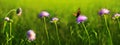 Macro shot on butterfly and purple flowers. Royalty Free Stock Photo