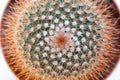 Macro shot of a cactus Royalty Free Stock Photo