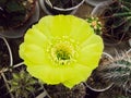 Macro Shot of a Cactus Flower Lobivia Chrisanta Latin Name Yellow-Green. The Background Is Slightly Blurred