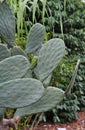 A macro shot of a cactus leaf