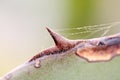 Macro shot of a cactus with a spider web Royalty Free Stock Photo