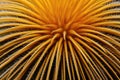 Macro shot of cactus spines