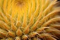 Macro shot of cactus spines