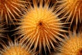 Macro shot of cactus spines