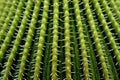 macro shot of cactus spines showcasing unique patterns