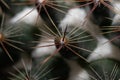 Macro shot of Cactus throns