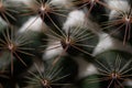 Macro shot of Cactus throns