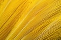 macro shot of a canarys delicate yellow feather