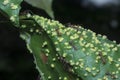 Cancerous gall infected on the leaves.