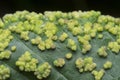 Cancerous gall infected on the leaves.