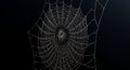 Dew covered spiderweb glistens on a dark night Royalty Free Stock Photo