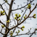 Spring Awakening: Close-up of New Green Buds on Tree Branches Royalty Free Stock Photo