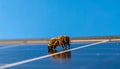Nature Meets Technology - Bee on a Solar Panel Royalty Free Stock Photo
