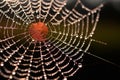 Morning Dew: Spider\'s Web in Ethereal Detail Royalty Free Stock Photo