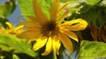 Macro shot of carefully grown flowers in the garden. yellow sunflower Royalty Free Stock Photo