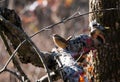 Macro shot of a Carolina wren bird perched on a branch of an autumn tree Royalty Free Stock Photo