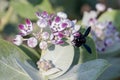 A Macro shot of a Carpenter Bee xylocopinae violacea stops on a purple desert flower Sodom`s Apple in the United Arab Emirate