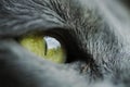 Macro shot of cat eye Royalty Free Stock Photo