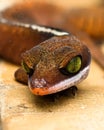 Macro shot of a cat gecko with green eyes Royalty Free Stock Photo