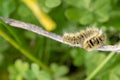 Macro Shot of a Caterpillar Royalty Free Stock Photo