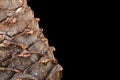 Macro shot. Cedar cone over black background with space for text Royalty Free Stock Photo