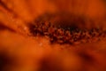 Macro close up of the centre of an orange gerbera flower with raindrops Royalty Free Stock Photo