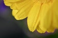 Macro close up of the centre of a yellow gerbera flower with raindrops Royalty Free Stock Photo