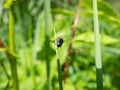 Macro shot of the cereal leaf beetle (Oulema melanopus) with dark blue wing covers and red legs Royalty Free Stock Photo