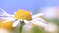 Macro shot of chamomile flower against blue sky. Daisy swaying in wind