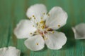 Macro shot of cherry blossoms Royalty Free Stock Photo