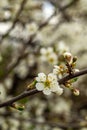 macro shot of cherry plum flowers and buds on a tree branch Royalty Free Stock Photo