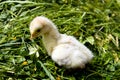 A macro shot, chick turkey on the grass Royalty Free Stock Photo