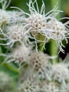 Macro shot Chromolaena odorata minjangan, Siam weed, Christmas bush, devil weed, floss flower, triffid flower. Weeds green in th Royalty Free Stock Photo