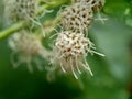 Macro shot Chromolaena odorata minjangan, Siam weed, Christmas bush, devil weed, floss flower, triffid flower. Weeds green in th Royalty Free Stock Photo