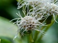 Macro shot Chromolaena odorata minjangan, Siam weed, Christmas bush, devil weed, floss flower, triffid flower. Weeds green in th Royalty Free Stock Photo