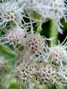 Macro shot Chromolaena odorata minjangan, Siam weed, Christmas bush, devil weed, floss flower, triffid flower. Weeds green in th Royalty Free Stock Photo