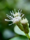 Macro shot Chromolaena odorata minjangan, Siam weed, Christmas bush, devil weed, floss flower, triffid flower. Weeds green in th Royalty Free Stock Photo