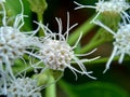 Macro shot Chromolaena odorata minjangan, Siam weed, Christmas bush, devil weed, floss flower, triffid flower. Weeds green in th Royalty Free Stock Photo