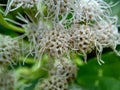 Macro shot Chromolaena odorata minjangan, Siam weed, Christmas bush, devil weed, floss flower, triffid flower. Weeds green in th Royalty Free Stock Photo