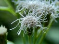 Macro shot Chromolaena odorata minjangan, Siam weed, Christmas bush, devil weed, floss flower, triffid flower. Weeds green in th Royalty Free Stock Photo