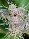 Macro shot Chromolaena odorata minjangan, Siam weed, Christmas bush, devil weed, floss flower, triffid flower. Weeds green in th Royalty Free Stock Photo