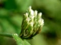 Macro shot Chromolaena odorata minjangan, Siam weed, Christmas bush, devil weed, floss flower, triffid flower. Weeds green in th Royalty Free Stock Photo